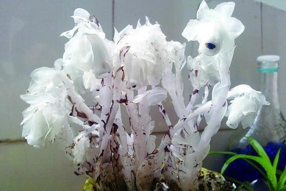 水晶花 装饰用人造花 搜狗百科 水晶花 装饰用人造花 搜狗百科