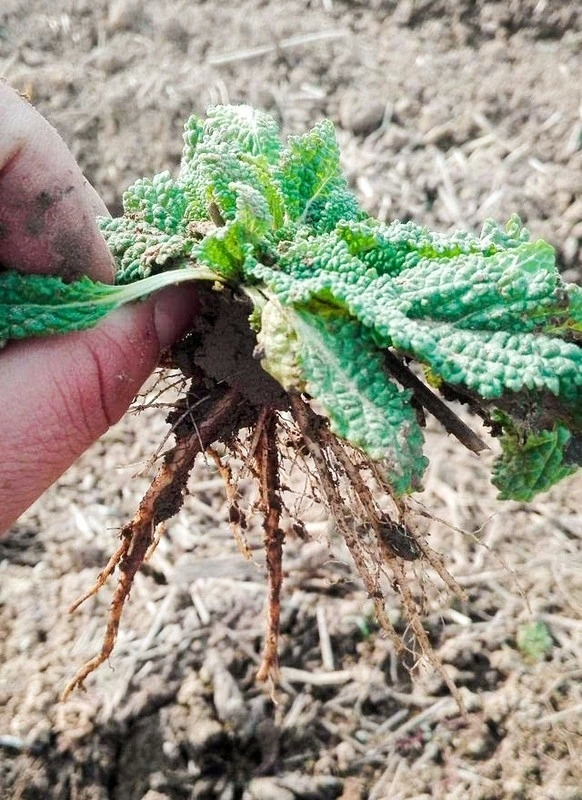 荔枝草
