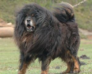 鬼獒(3)鬼獒(拉丁学名:canis lupus familiaris,别称:西藏獒)是犬科犬