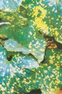 黄瓜霜霉病菌形态图图片