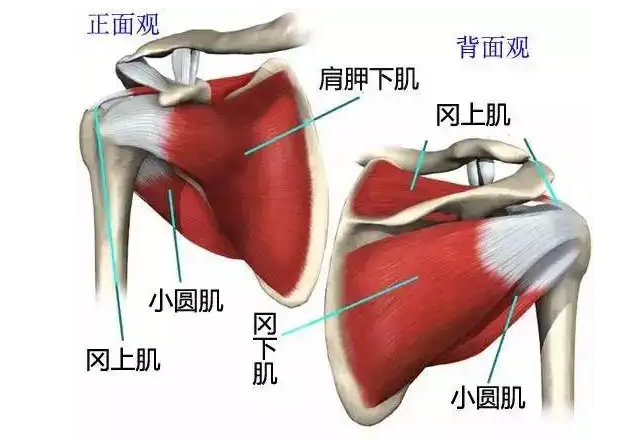 编辑2肩袖损伤肩袖(3)肩袖由冈上肌,冈下肌,小