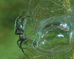 水蜘蛛 生物 搜狗百科