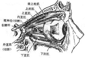 眶骨膜