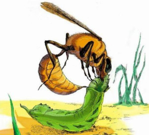 捕蝇蜂简笔画图片