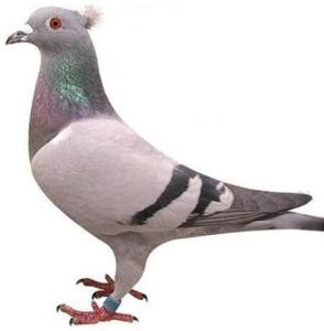 军用鸽