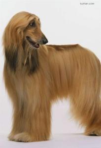 阿富汗猎犬