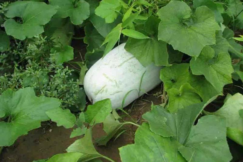 冬瓜 葫芦科冬瓜属植物 搜狗百科 冬瓜 葫芦科冬瓜属植物 搜狗百科