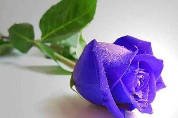 紫玫瑰 花卉品种 搜狗百科 紫玫瑰 花卉品种 搜狗百科