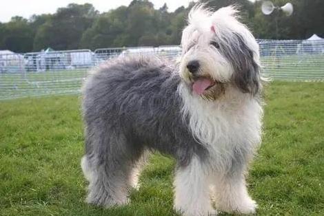 纯种古代牧羊犬 英国古老的牧羊犬种 搜狗百科