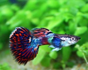 孔雀花鳉 花鳉科花鳉属动物 搜狗百科 孔雀花鳉 花鳉科花鳉属动物 搜狗百科