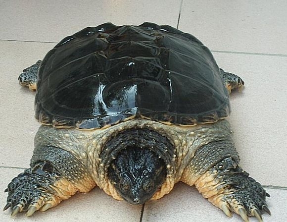 北美鳄龟尾巴图片
