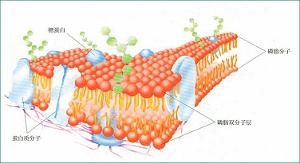 生物膜的流动镶嵌模型
