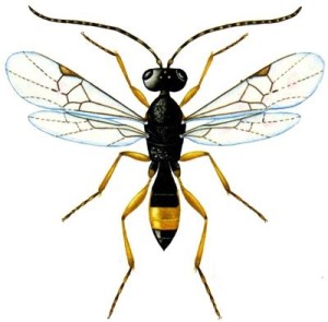 长背三缝茧蜂(triraogus longitergumchen et he,1997)是茧蜂科三缝茧