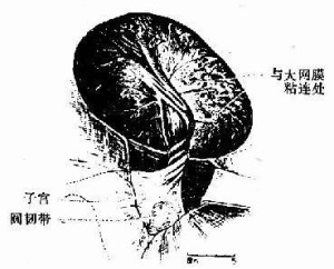 己烯雌酚 不良反应