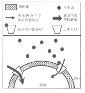 可卡因抑制多巴胺的重摄取机制