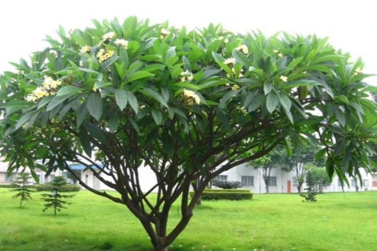 鸡蛋花树 夹竹桃科鸡蛋花属植物 搜狗百科