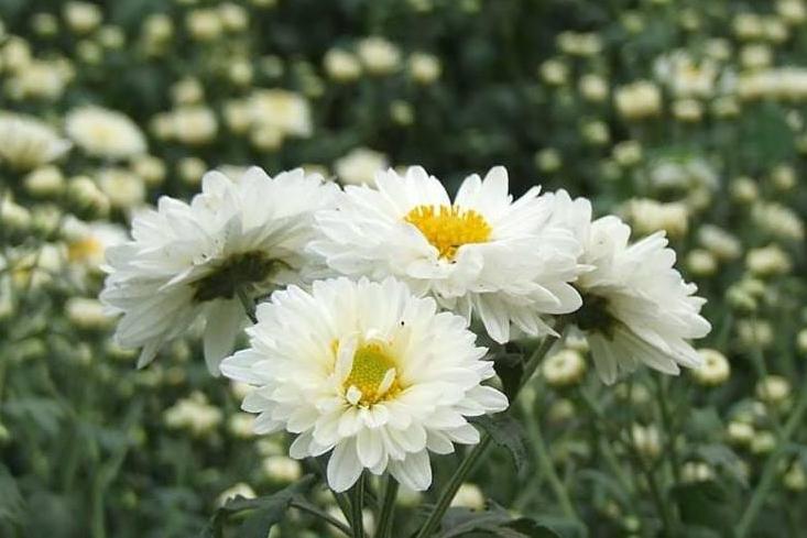 杭白菊 菊目菊科植物 搜狗百科 杭白菊 菊目菊科植物 搜狗百科