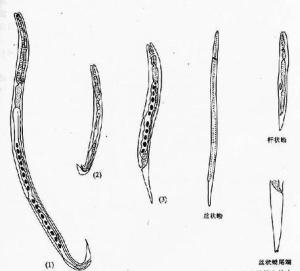 粪类圆线虫中间宿主图片