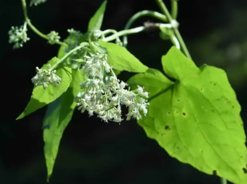 薇甘菊 华为图片