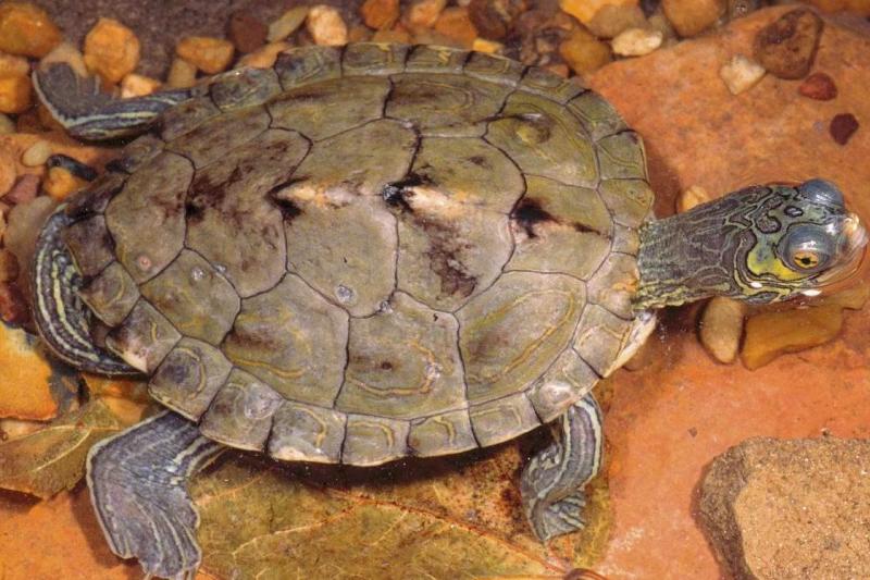 地图龟是深水龟吗能长多大地图龟怎么养