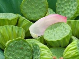 莲蓬