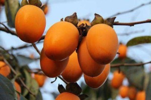 玉环长柿