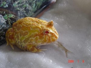 角蛙