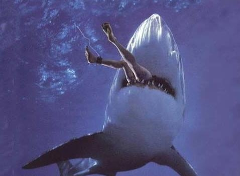 狭齿拟噬人鲨图片