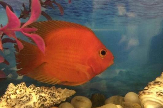 发财鱼 鲈形目慈鲷科脊椎动物 搜狗百科