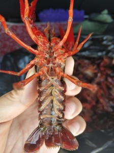 盱眙龙虾