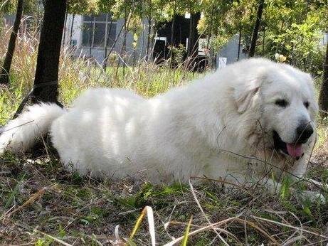 白熊犬 搜狗百科 白熊犬 搜狗百科