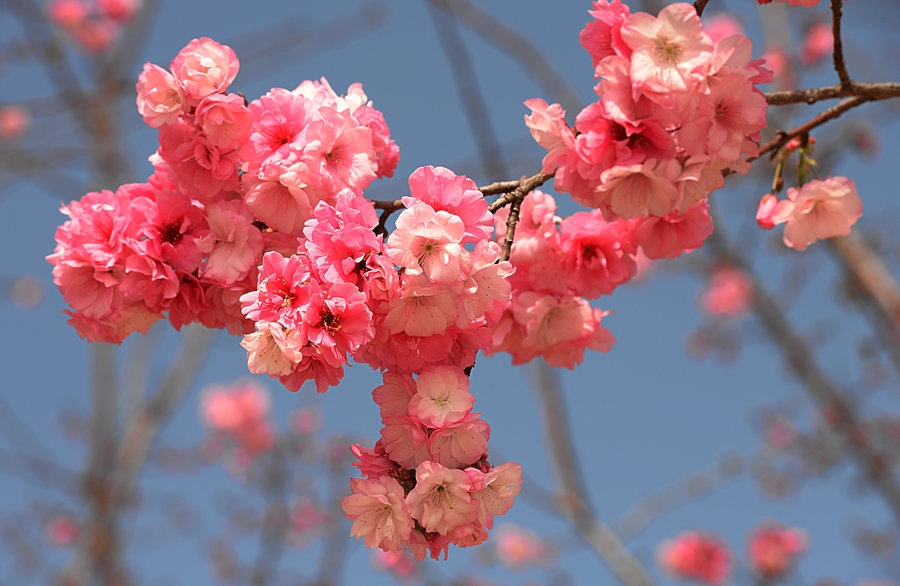 云南樱花