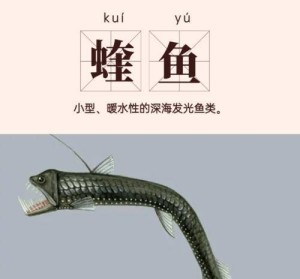 蝰鱼图册