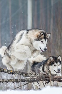 西伯利亚雪橇犬