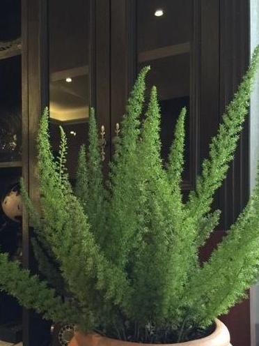 狐尾武竹 百合科天门冬属植物 搜狗百科