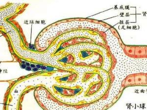 肾小球滤过率