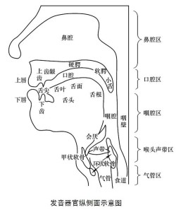 发声器官侧面示意图