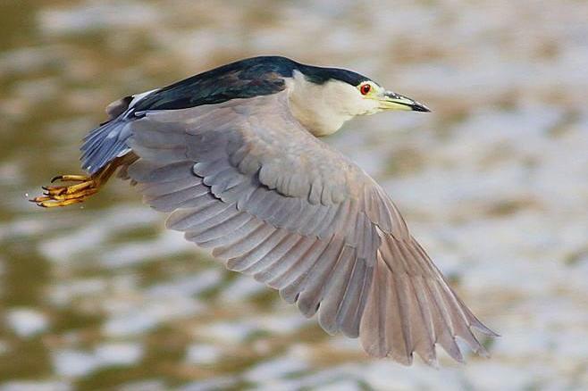 夜鹭 鹭科夜鹭属鸟类的一种 搜狗百科