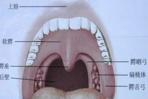口腔腭垂正常图片图片