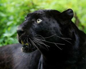 霸王猇(3)霸王猇俗称"麻老虎",属食肉目猫科,一种比华南虎大,而比