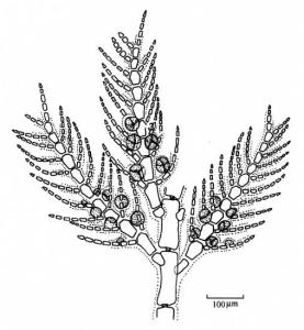 日本对丝藻的细部结构图