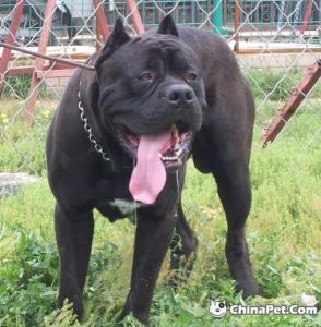 护卫犬图册