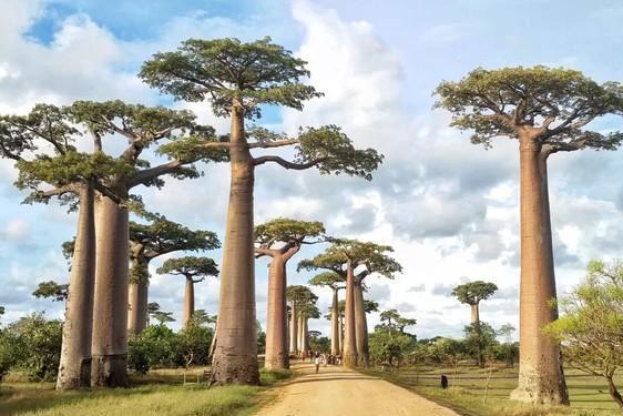 猴面包树 搜狗百科