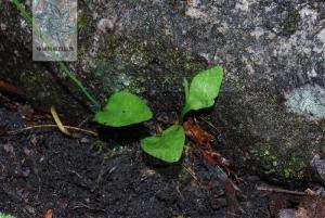 小叶瓶尔小草