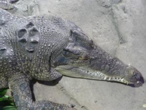 恒河鳄图册