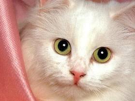 波斯猫