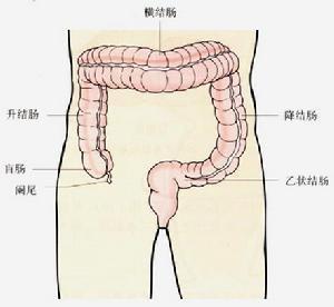 结肠解析图