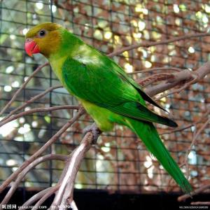 吸蜜鹦鹉物种图集（41—53）