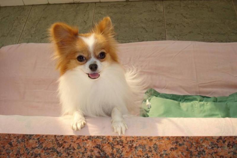 蝴蝶犬 犬科犬属动物 搜狗百科