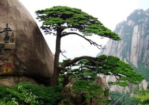 黄山风景区
